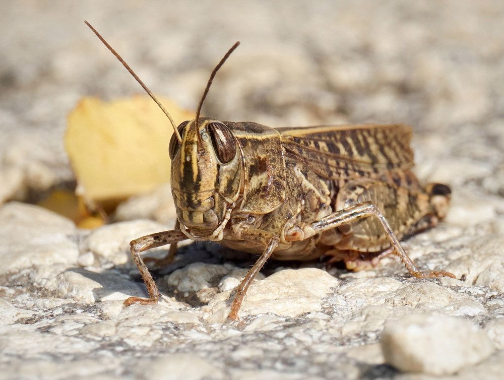 Photograph by Ави Христова