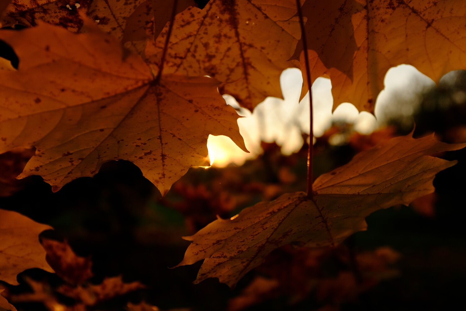 Photo #6560273