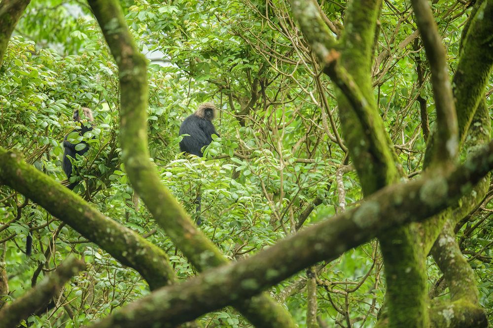 Nilgiri langur - A portrait