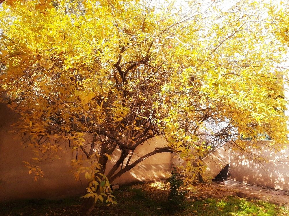 Photograph by Osama Khaleel