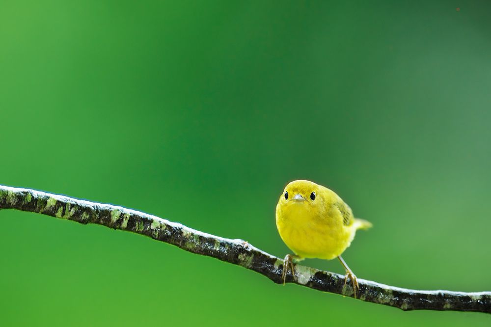 Yellow warbler - A portrait