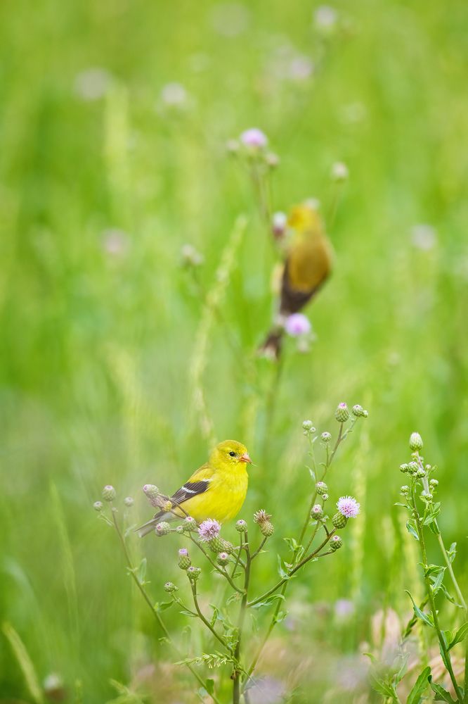 American Goldfinches