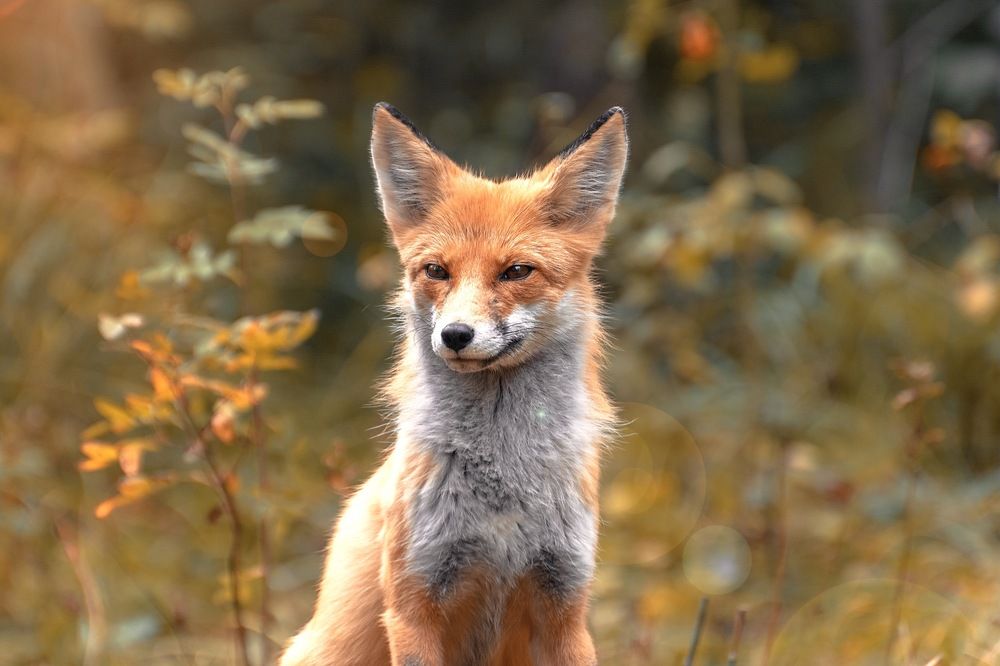 Рыжая красотка