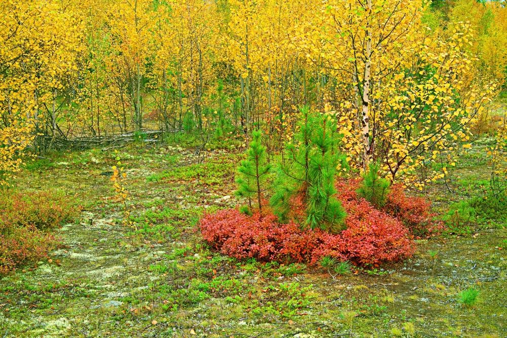 Photograph by Николай Почкалов