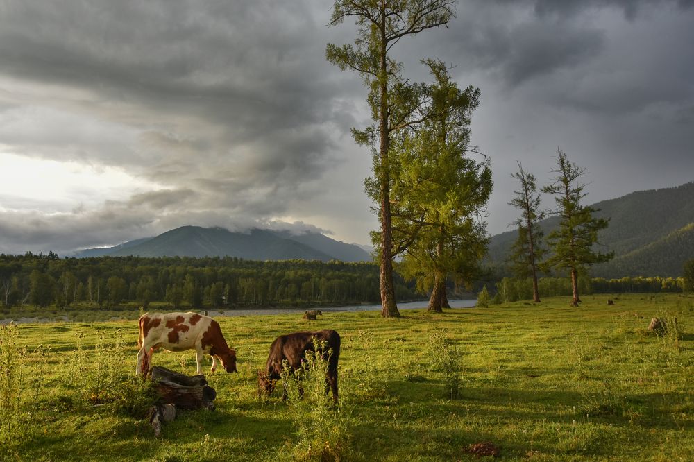 Дождь идет, дождь рядом.