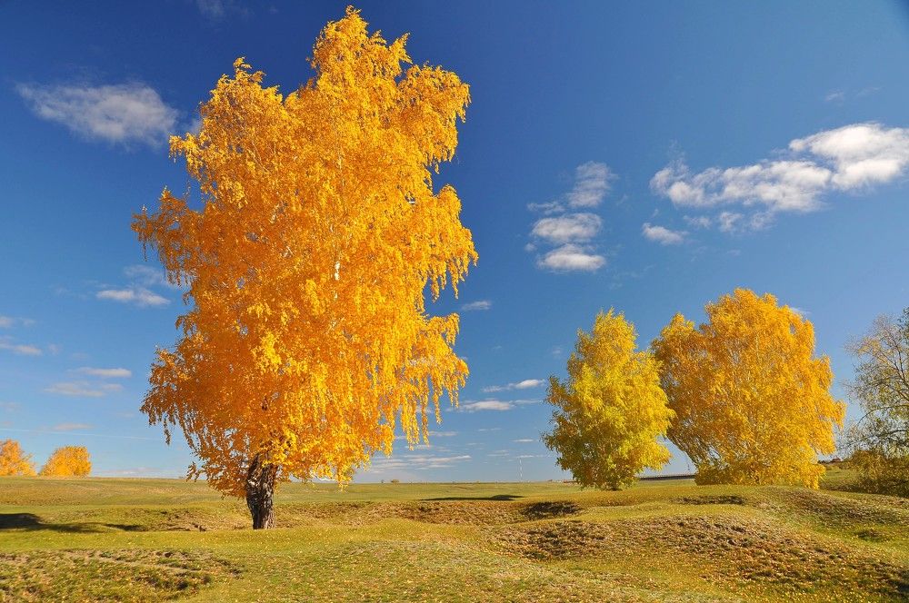 Золото осени
