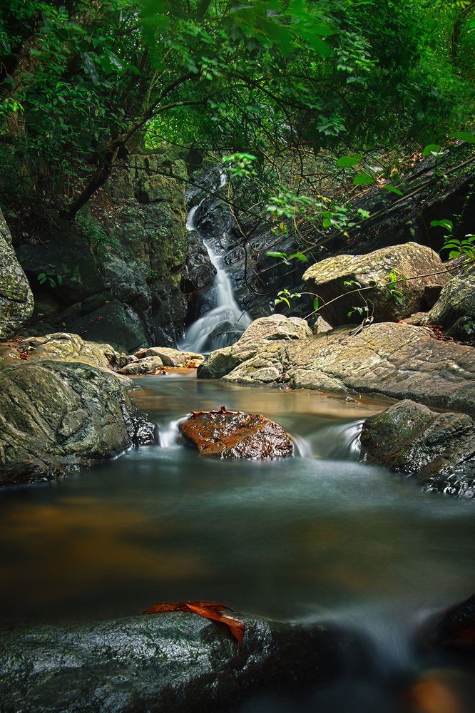 Her beauty lies in the middle of the jungle.