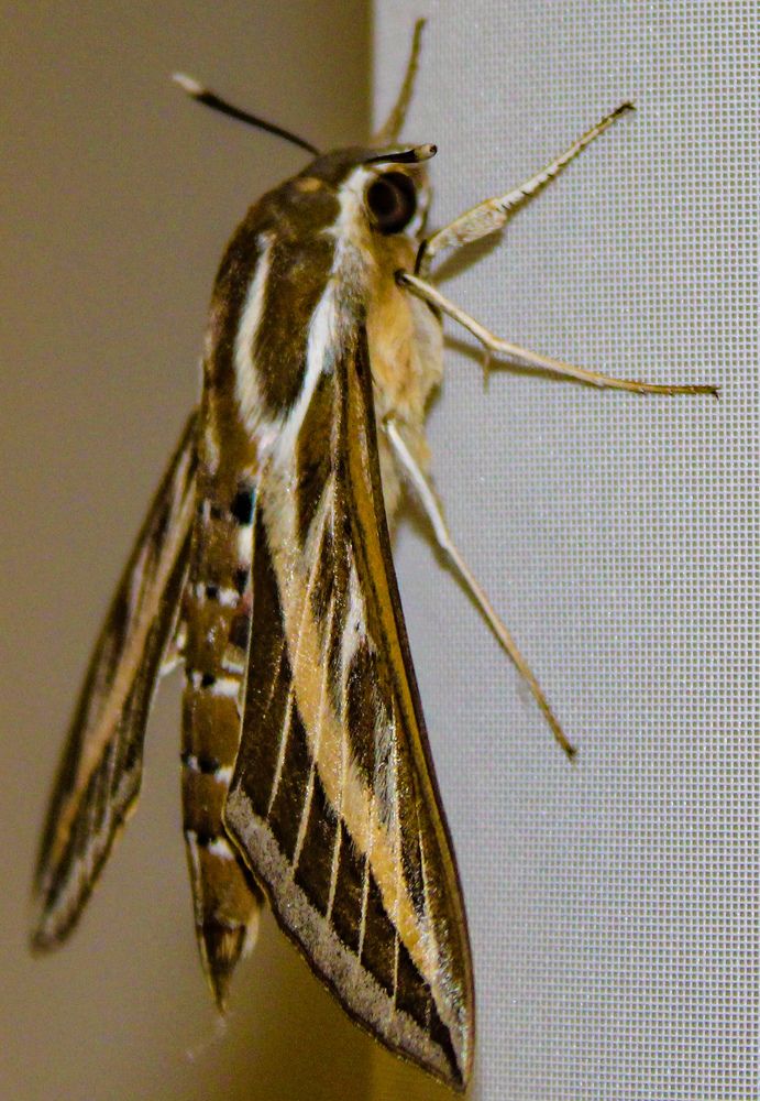 Фотография автора Татьяна Хуссейн