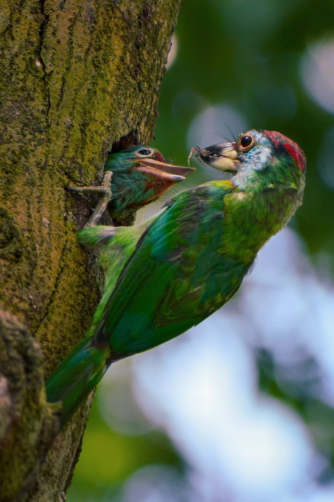 Blue-throated barbet