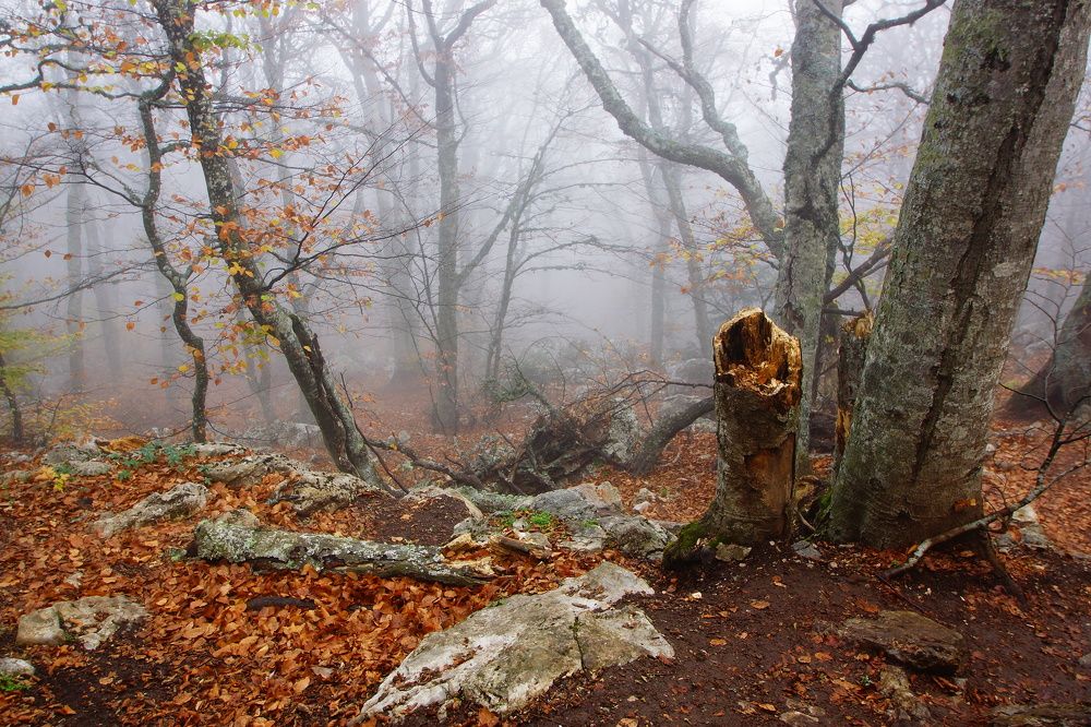 Туманный лес Ай-Петри