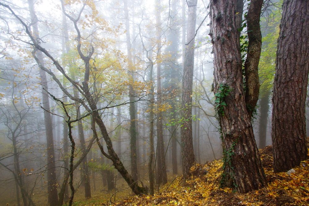 Туманная осень