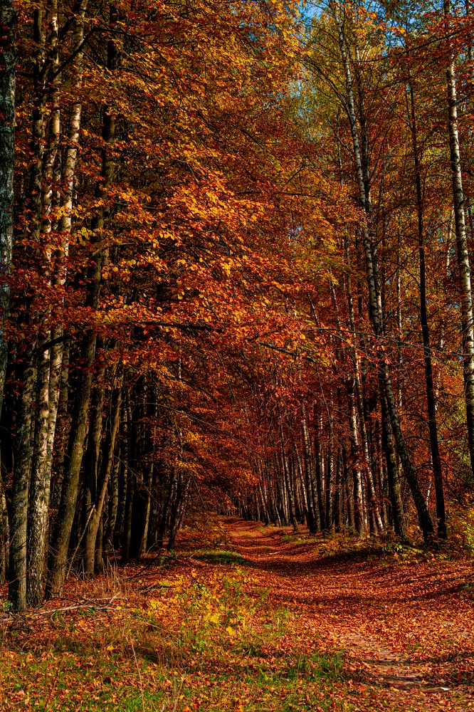 Photograph by Дмитрий Жижин
