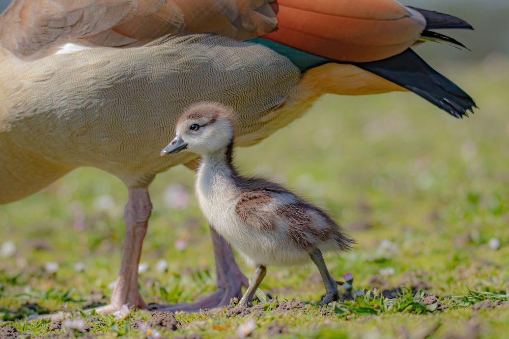 Little egyptian goslings