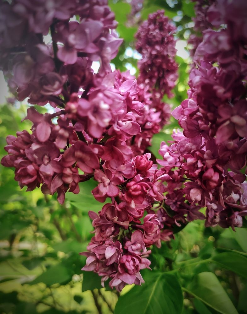 персидская сирень