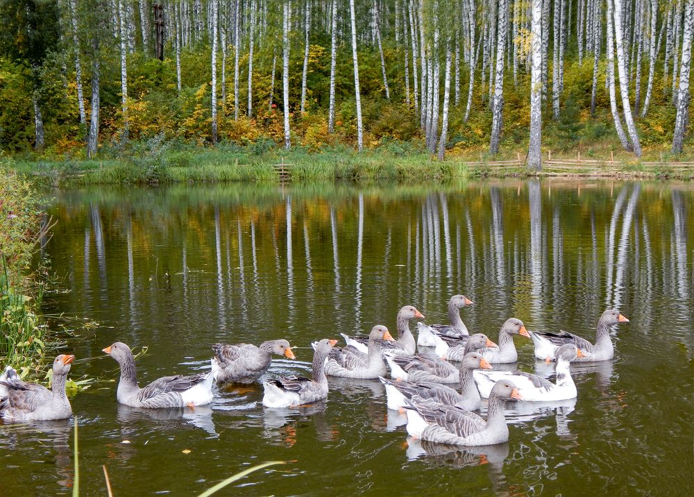 Лесное озеро