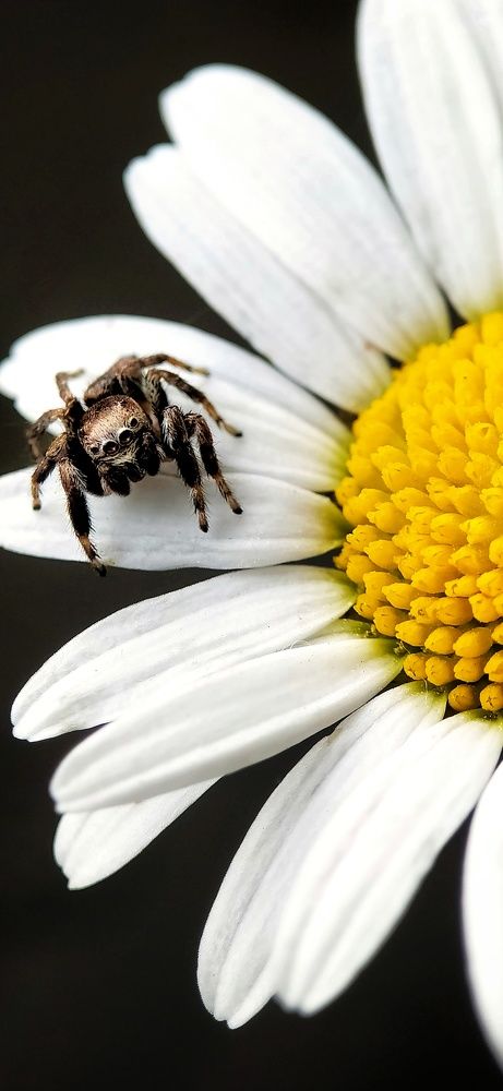 Паук прыгун на маленькой ромашке