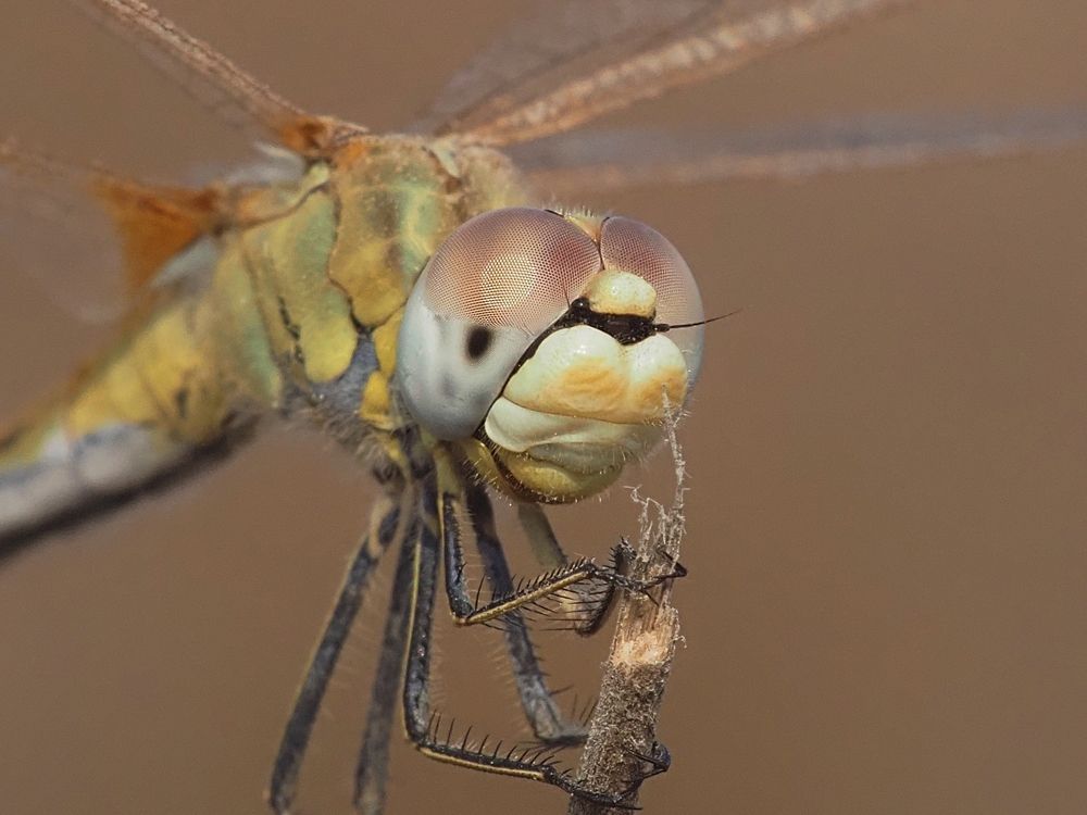 Photograph by Gotcha Biniashvili