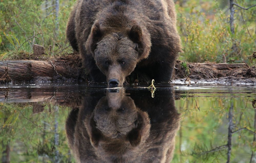 Mirror of the forest