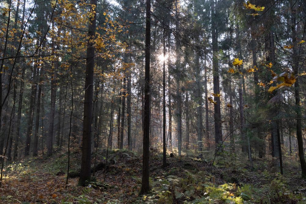 Photograph by Вячеслав Криволуцкий