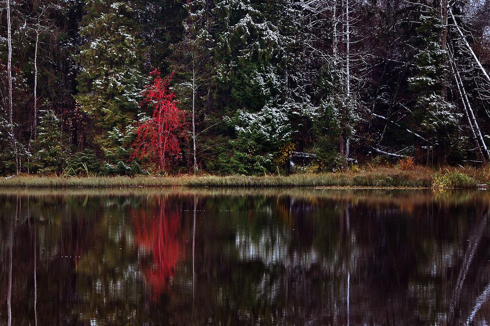 В лесу горит огонь рябины красной ...
