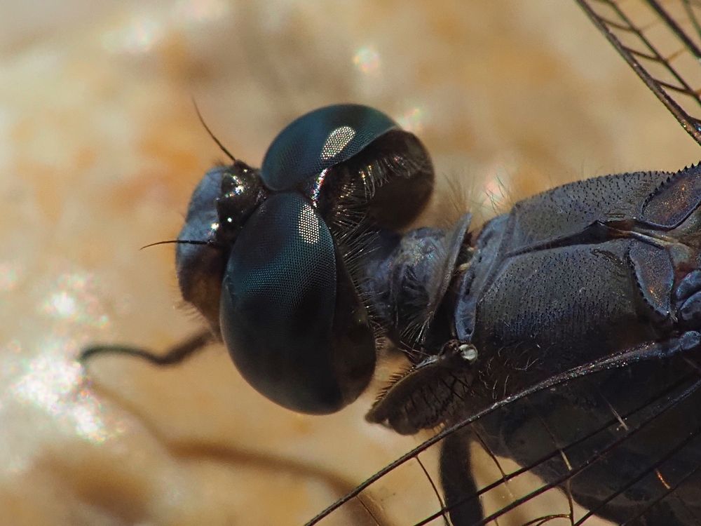 Photograph by Gotcha Biniashvili