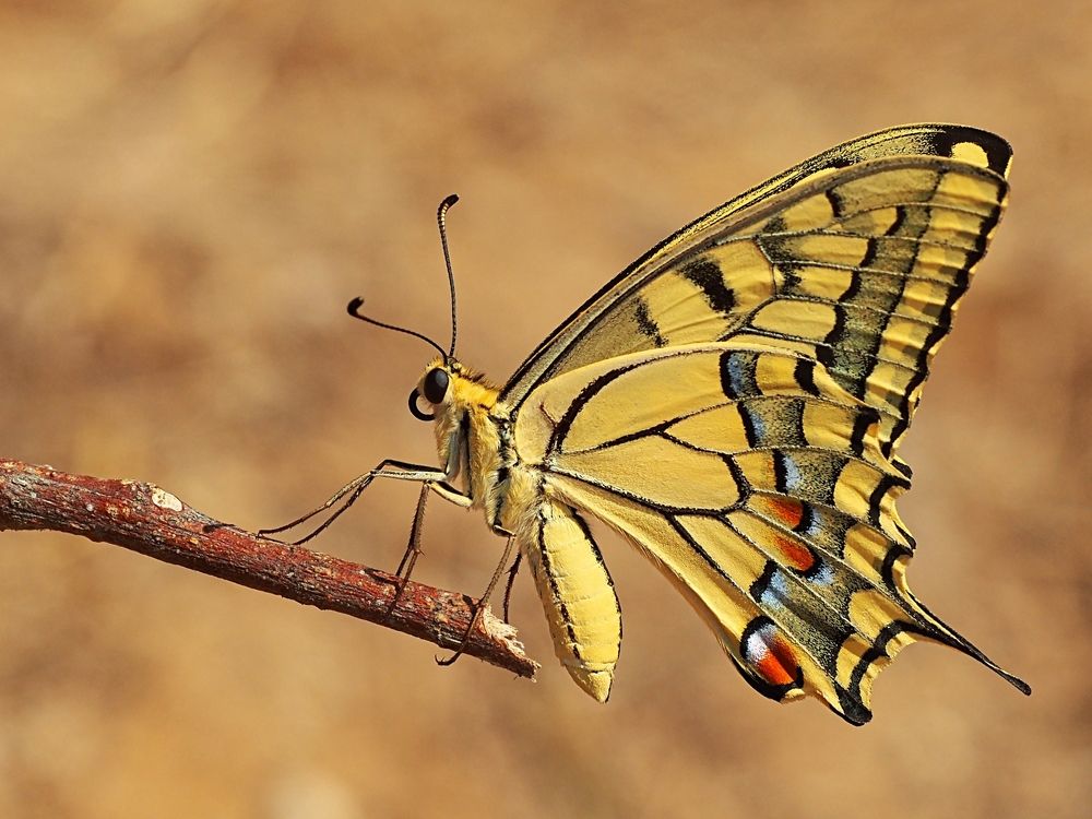 Photograph by Gotcha Biniashvili