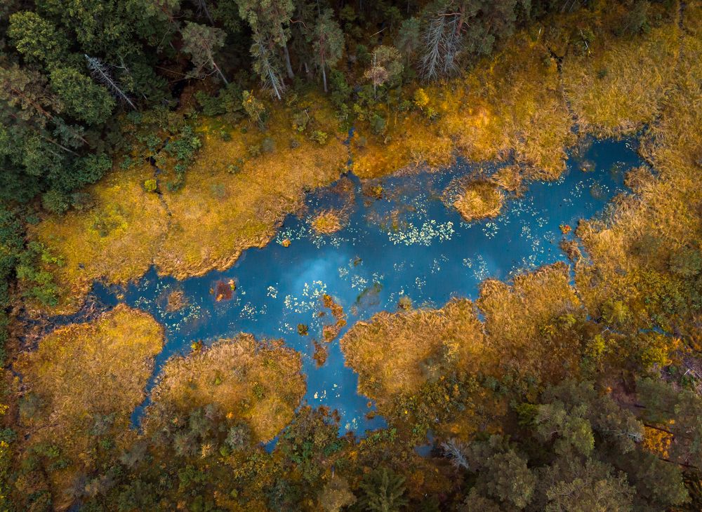 Осень на болоте