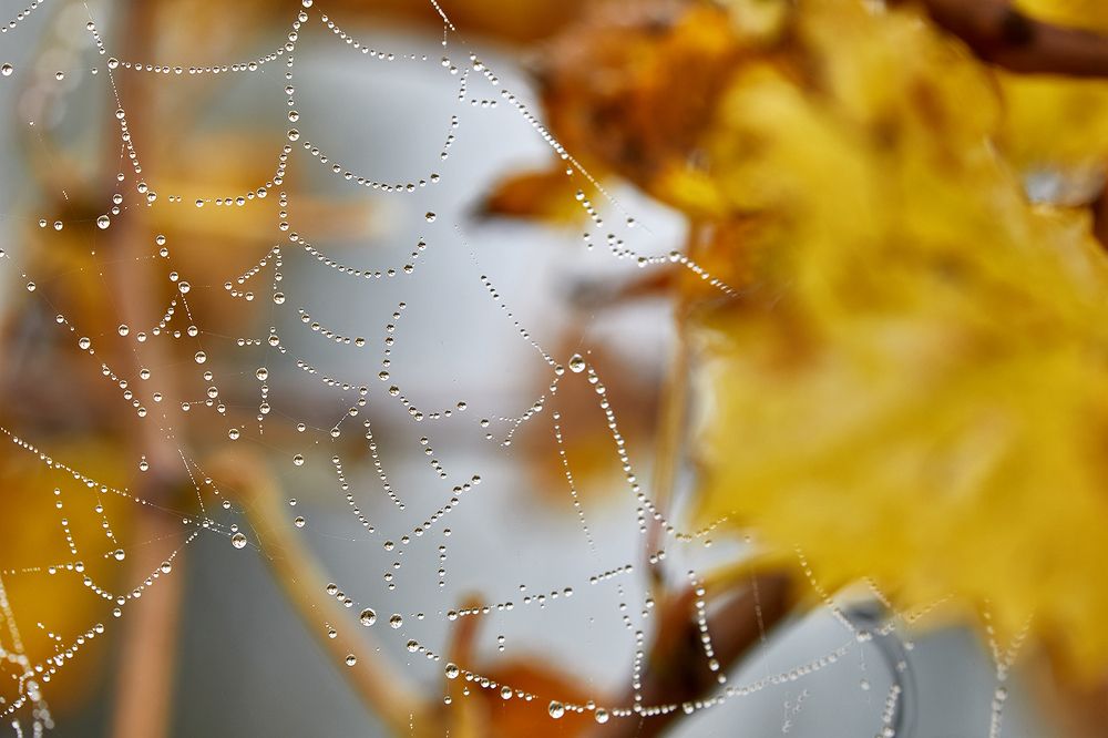 Photograph by SONIA FATTORI