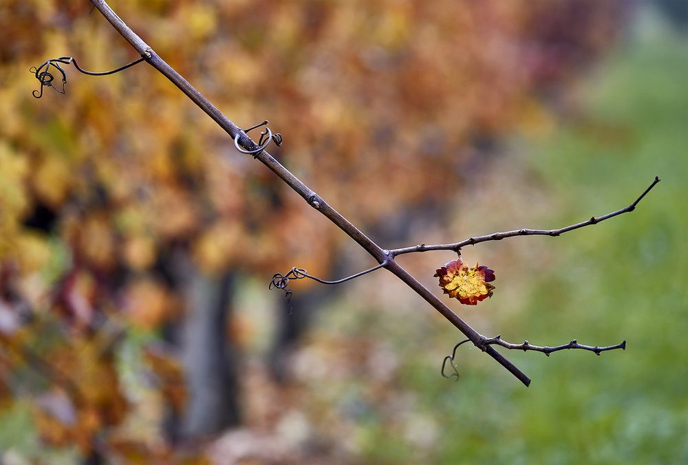 Photograph by SONIA FATTORI