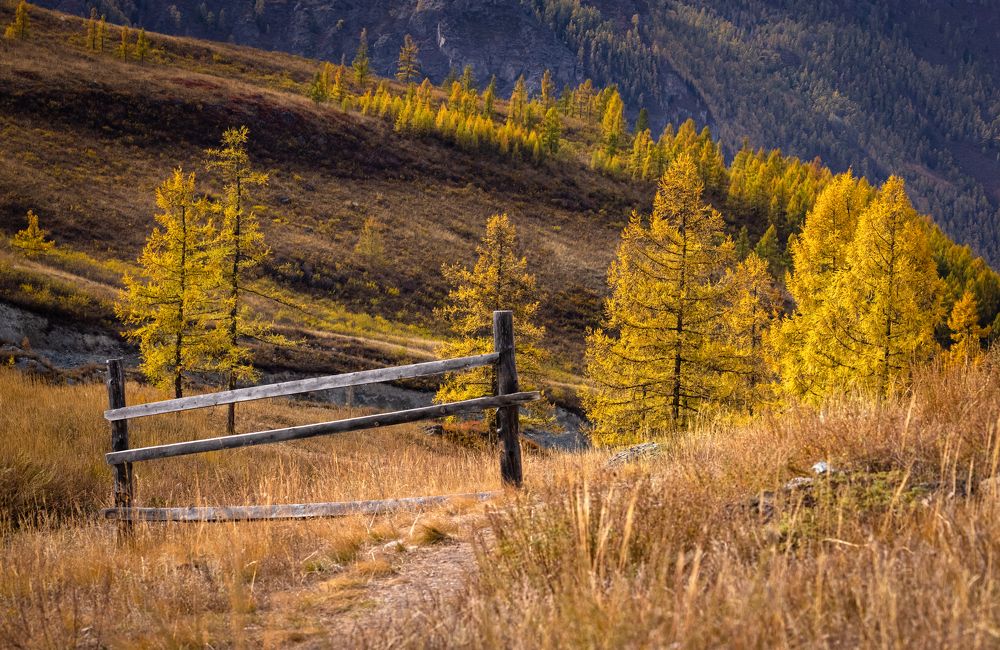 Mountain landscape against the background of yellow larches.