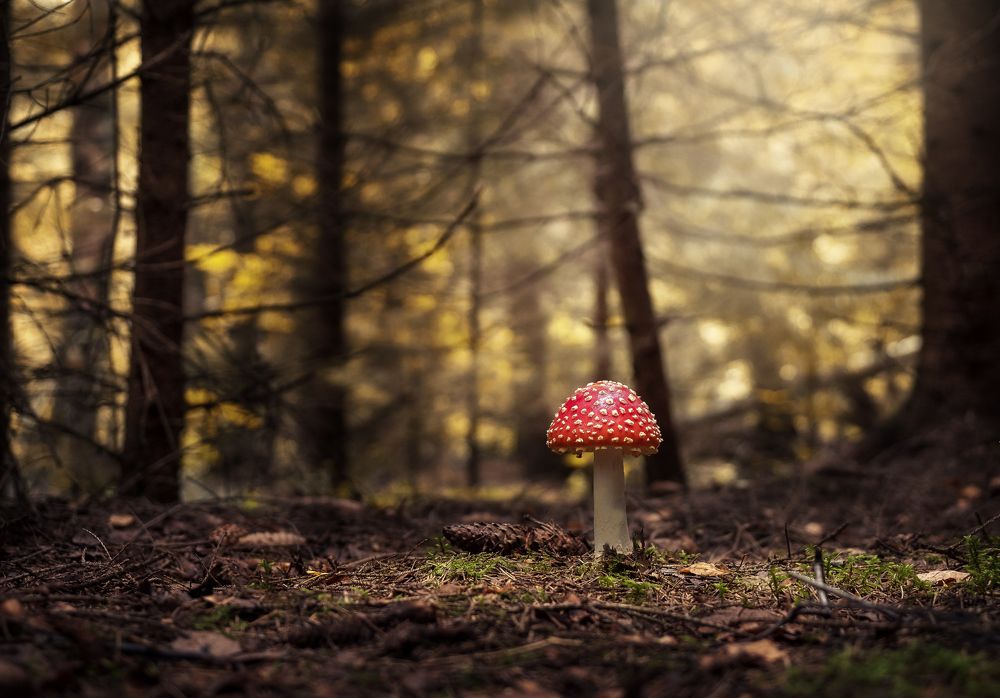 Photograph by Максим Мозжухин