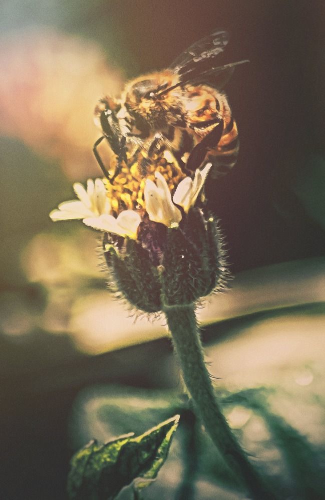 Photograph by Elvis Souza