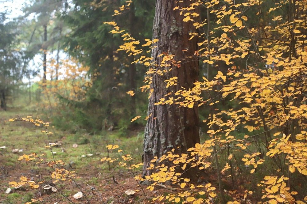 Photograph by Лада Денисова