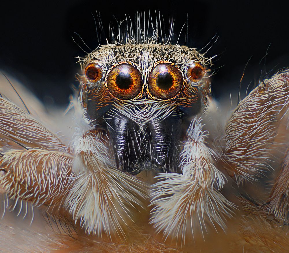 Photograph by Eduardo Modolo