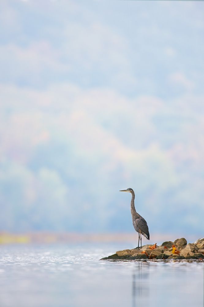 Great Heron