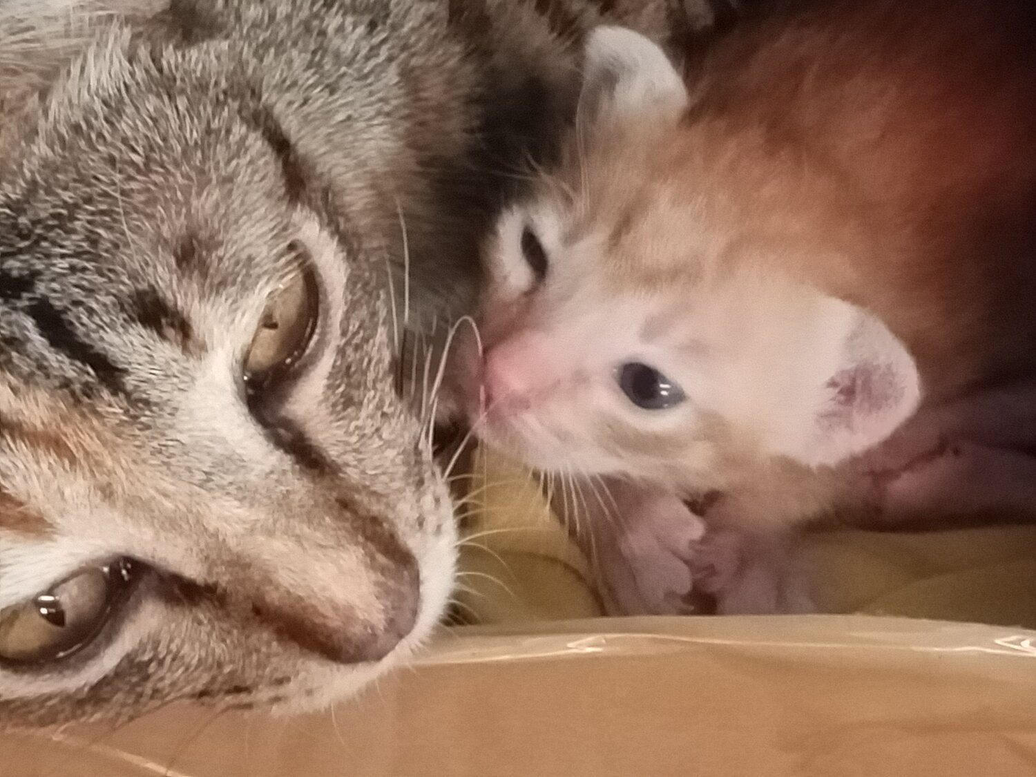 Photo #6562244