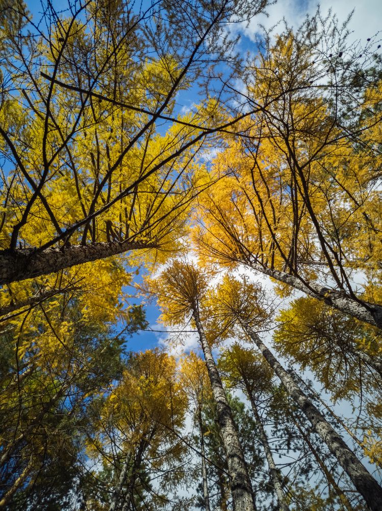 Биохимия осенней красоты в лесу