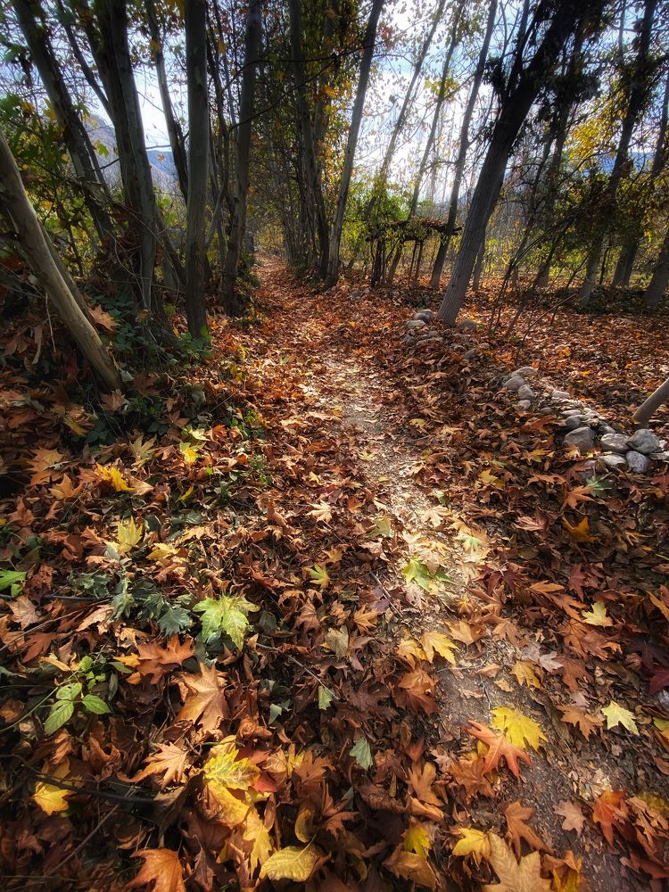 Фотография автора Hamidreza Saedi