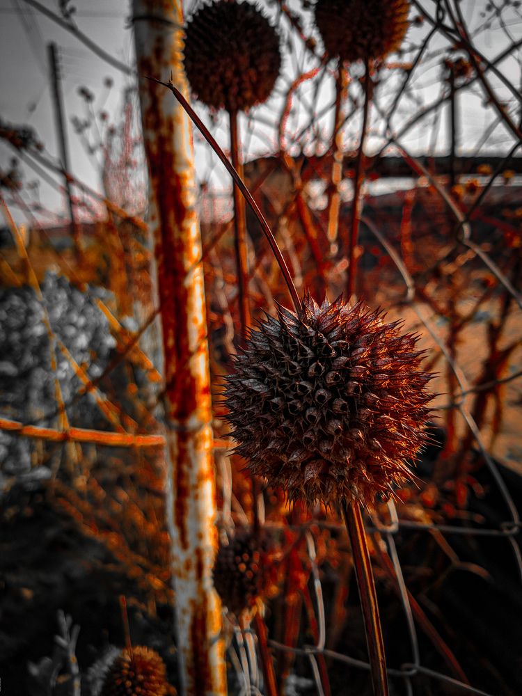 Flower at sunset
