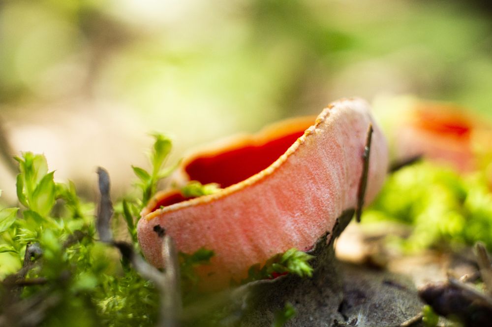 Photograph by Павел Минкевич