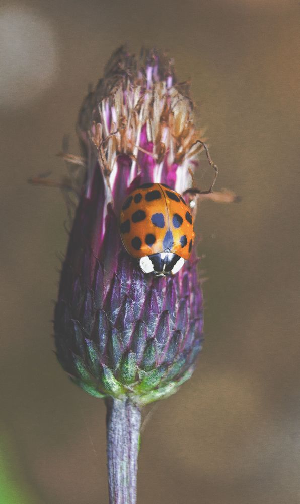 Photograph by Нина Минченко