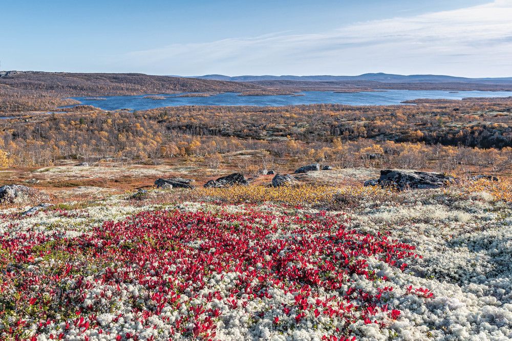 Осенняя палитра тундры