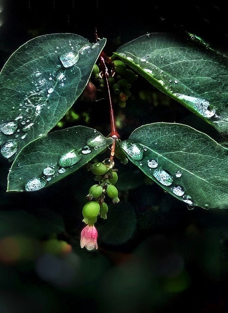 Капли на листьях