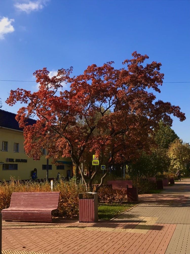 Яблоневый арт стрит