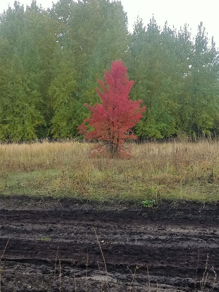 Photograph by Елизавета Мишина