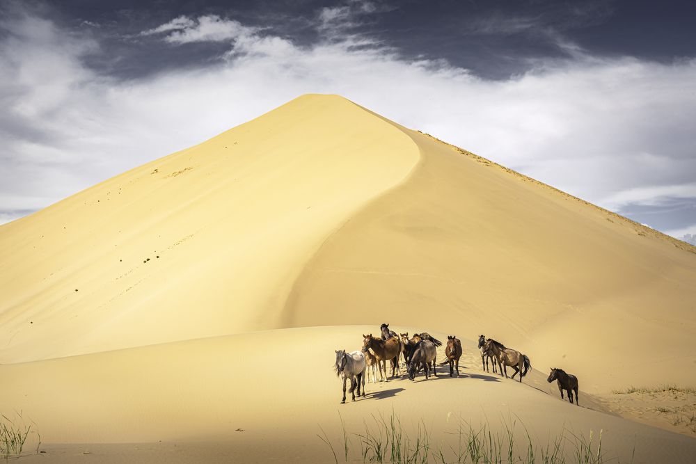 Horses in the Gobi dessert