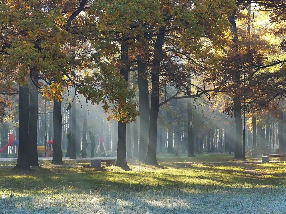 Морозное утро! Легкий туман и лучи солнца.