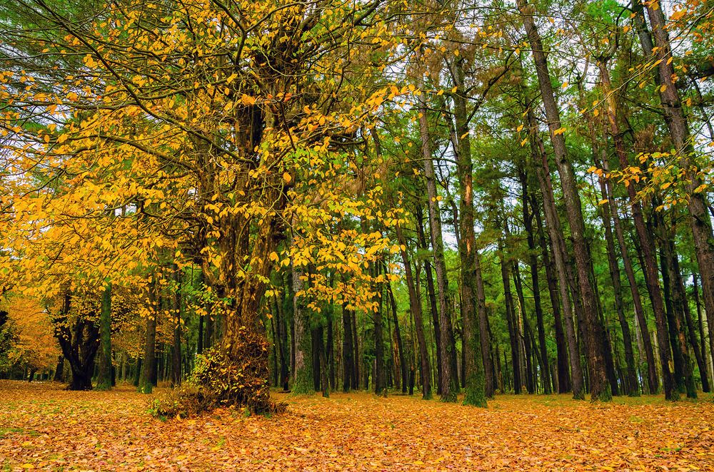 Photograph by Sahar Jafari