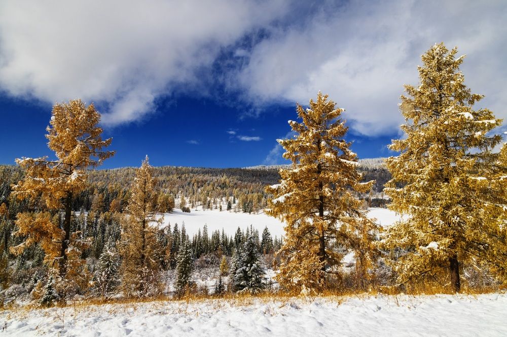 Повстречались осень и зима
