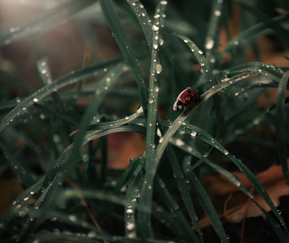 В чаще трав